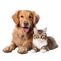 Pet Care