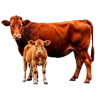 Cattle