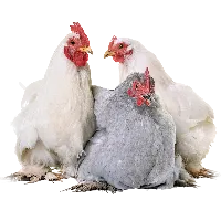 Poultry